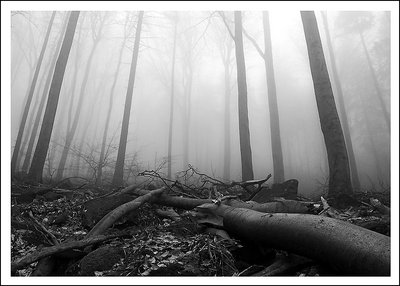 foggy forest of avalon