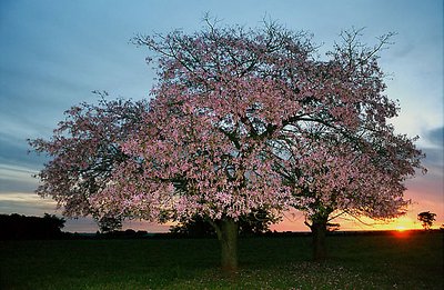 tree, flowers and sun