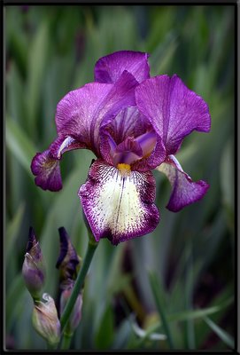 One Sharp Iris