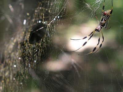 Golden Silk Spider