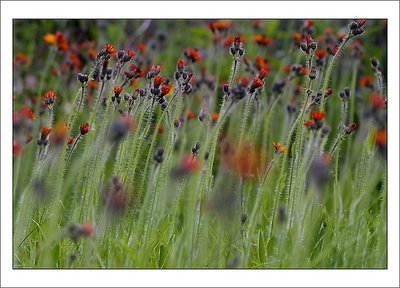 meadow - impression 