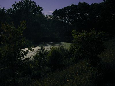 Marsh in moonlight