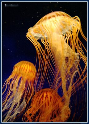 Jellyfish