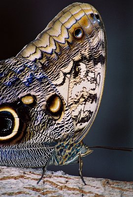 Butterfly closeup