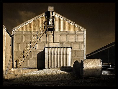 Evening Light at the Farm