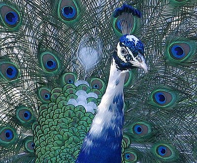 Peacock 