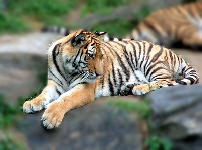 BIG  KITTY