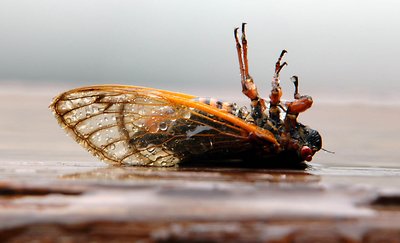 My Favorite Kind of Cicada