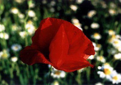 a poppy for Kris