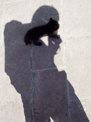 cat in my shadow