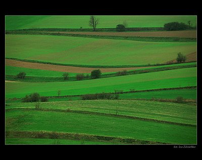 Fields of green