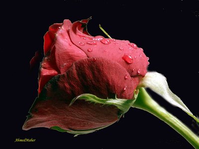 ROSE#1