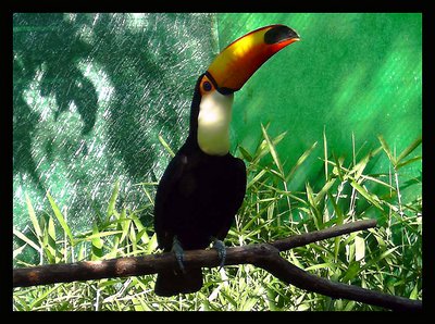 Tucano