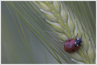 Ladybird on Barley