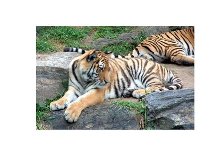 big kitty 2