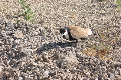 Siksak with 3 eggs (II)