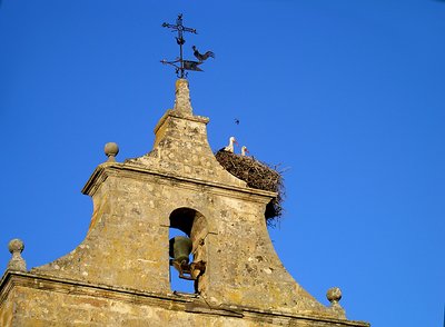 Swallow Above