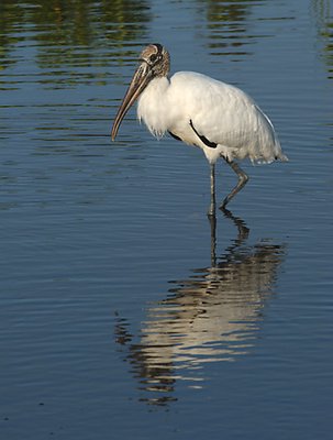 Wood Stork