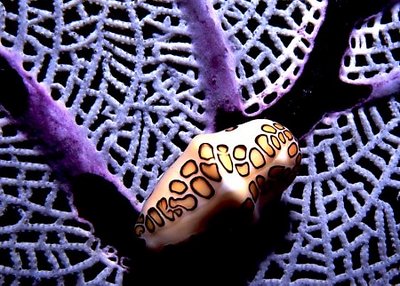 Flamingo Tounge on a Purple Sea Fan