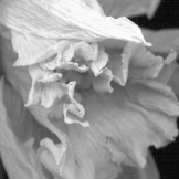 Daffodil - Photogram
