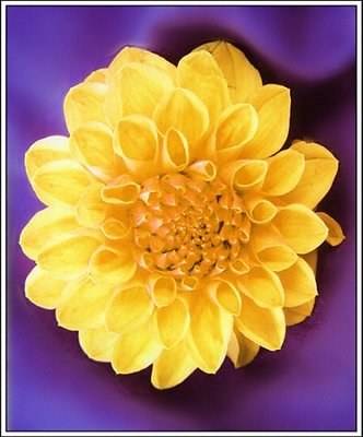 Yellow Dahlia