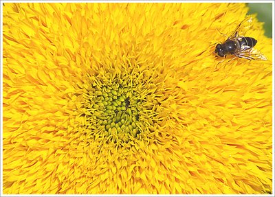 Hoverfly in  Field of Yellow