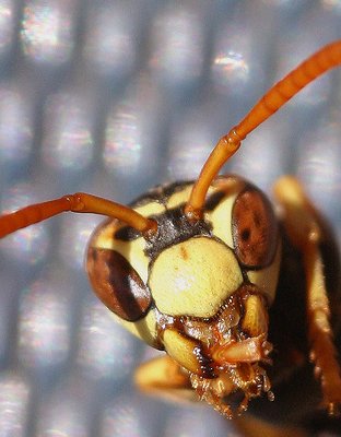Wasp ... up close