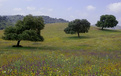 Three trees