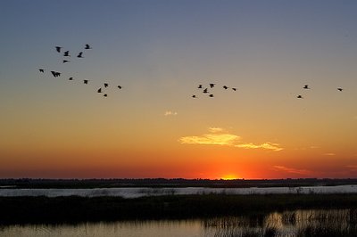 Sunset Birds