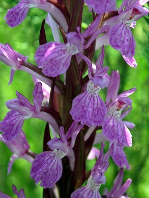 Orchis laxiflora ssp. laxiflora