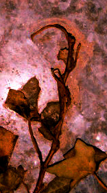 rusty leaves
