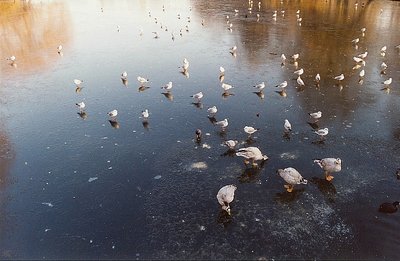 Ducks at St James Park