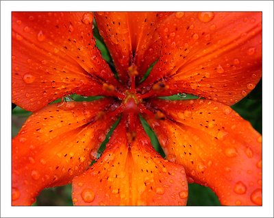 Rainy lily