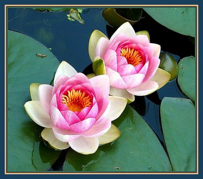 Twins on Water