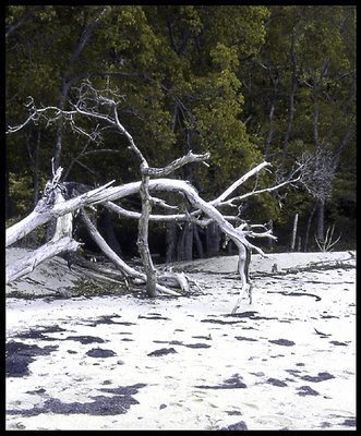 dead trees on beach