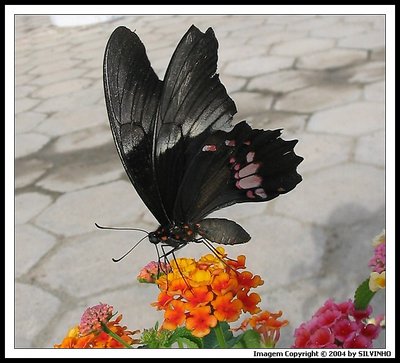 Black Lady (Dama Negra)