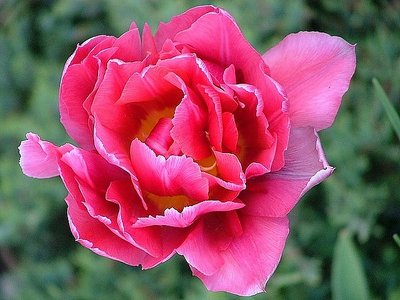 Double Red Tulip