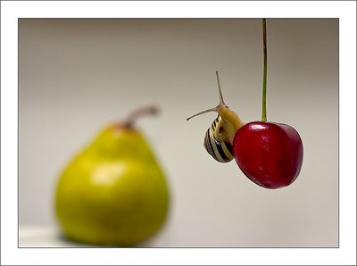 Moustached Still-Life