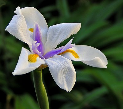 Day Lily 