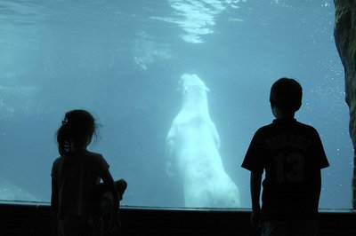 Polar Bear 