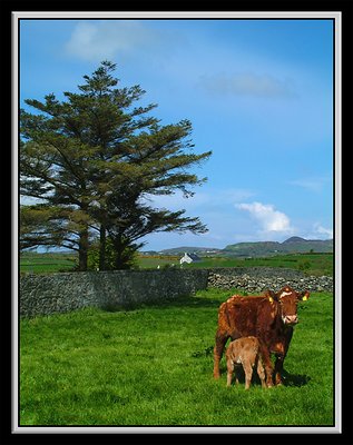 A Cow country too - Ireland
