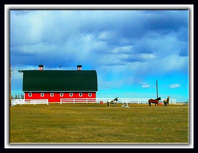 Red Horse Paddock!