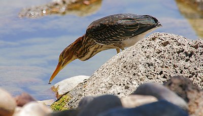 Green Heron with Fly
