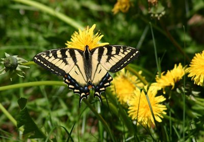 Butterfly in New Hampshire