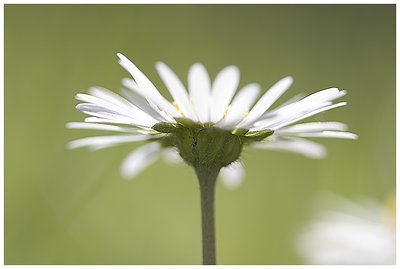 Impressions of a Daisy