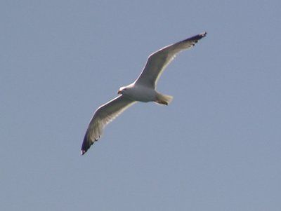 seagul