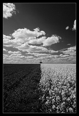 Rape Field