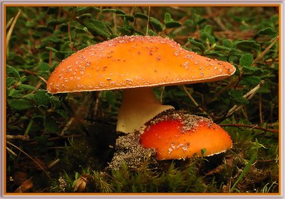 Amanita Muscaria