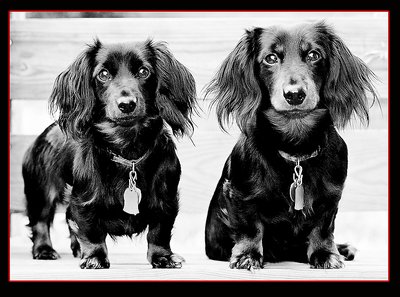 The Brothers Dachshund