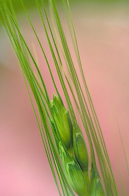 Grass Abstract...